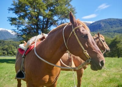 Caballos