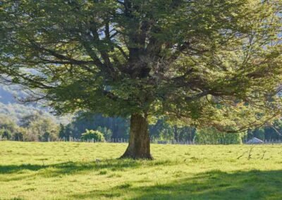 Árbol en Refugio del Alba