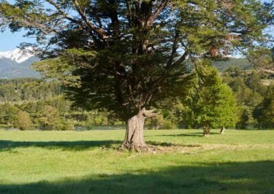 Árbol en Refugio del Alba