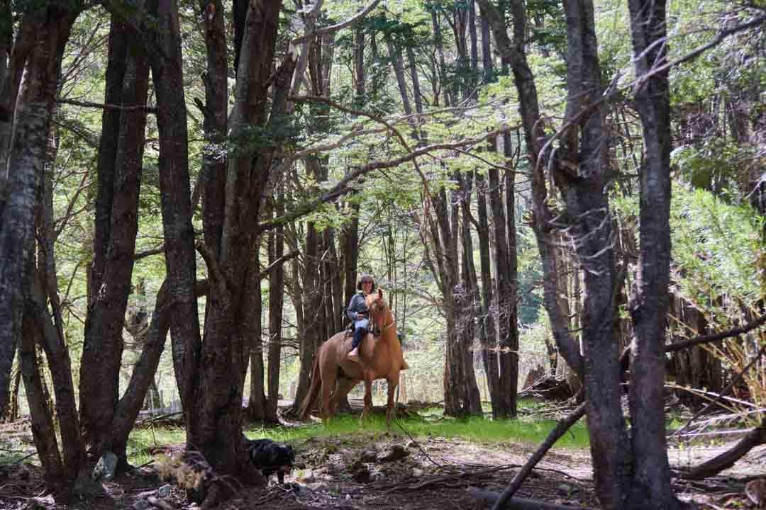 Caballos en Refugio del Alba