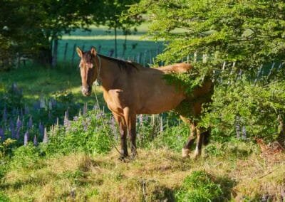Caballo en Refugio del Alba