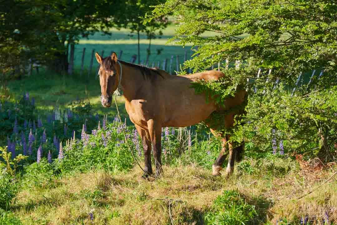 Caballo en Refugio del Alba