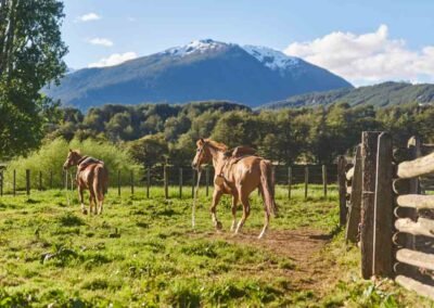 Caballos en Refugio del Alba
