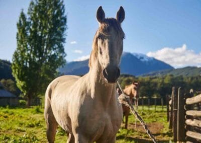 Caballos en Refugio del Alba