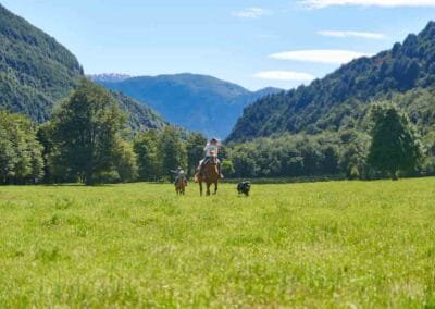 Caballos en Refugio el Alba