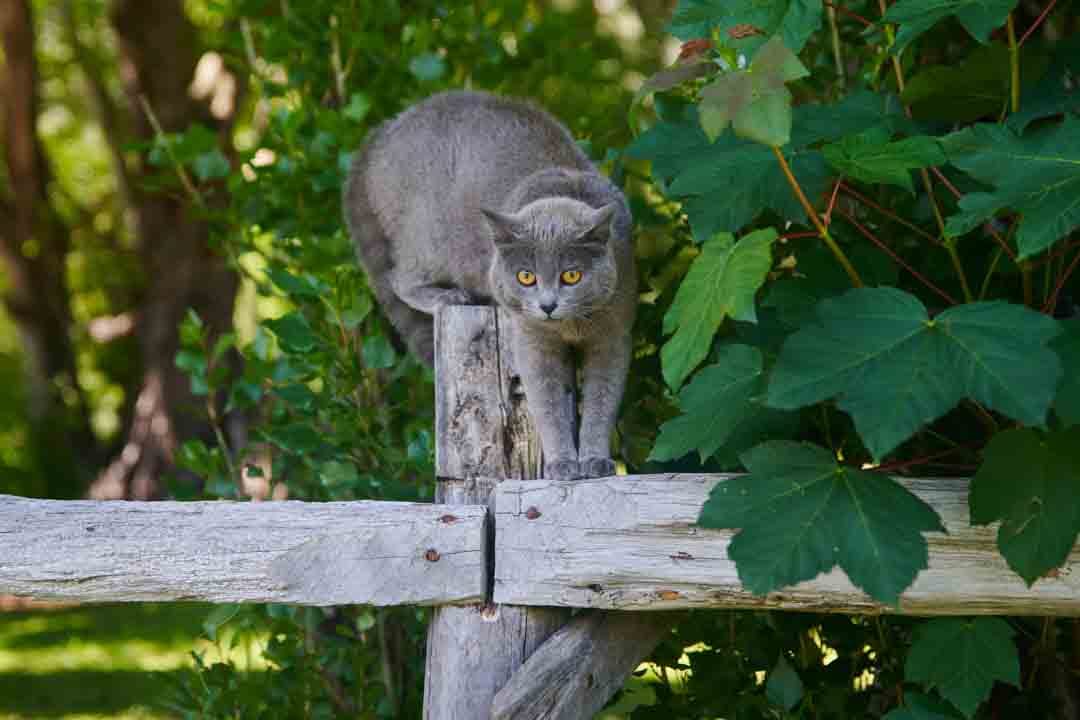 Gato en Refugio del Alba