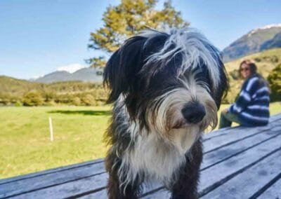 Perro en Refugio del Alba
