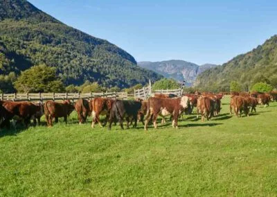 Vacunos n refugio del Alba